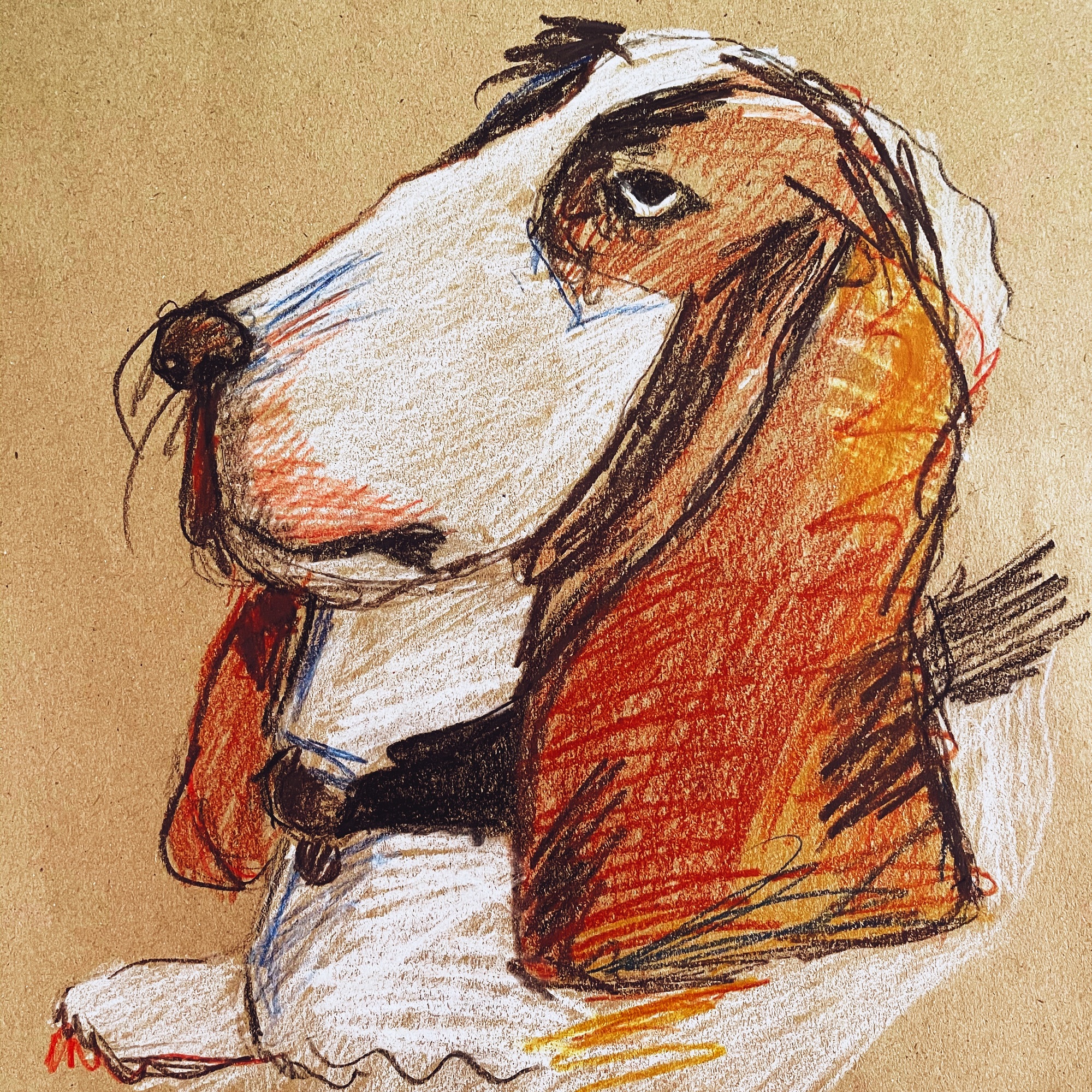 Cute Basset Hound dog drawing